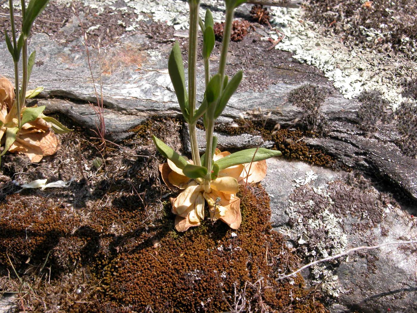 Centaury, Common leaf